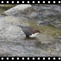 Wasseramsel.mp4